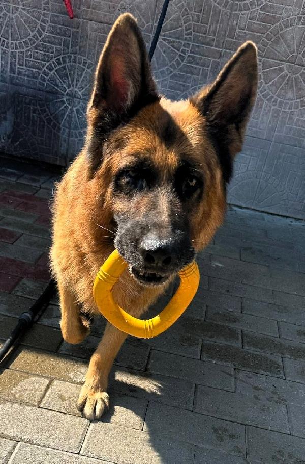 IBRA BELLISSIMO PASTORE TEDESCO Foto 4